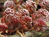 Sedum Spurium "Dragons Blood" (Stonecrop)  October