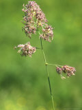 Cockfoots Grass  Flowering Seed Head