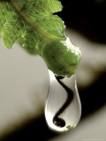 Koru  Fern Sprout Reflection in Raindrop  New Zealand