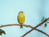 Greenfinch  Male on Bramble