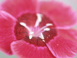 Dianthus Red Dwarf (Pinks)