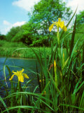 Yellow Iris  Flowering