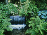 Shallow Waterfall and Stream Shady Planting of Hosta  Fern Fernhill  Ireland (Near Dublin)