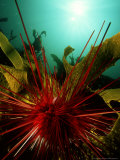 Sea Urchin  New Zealand