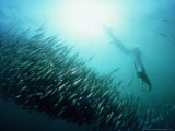 Gannet  Hunting  South Africa