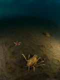 Giant Isopod  Underwater  Sub Antarctic