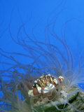 Swimmer Crab  Sheltering in Anemone  Tonga