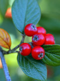 Cotoneaster Franchetii  Close-up of Red Berries and Leaves  November