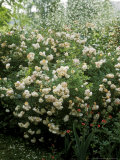 Rambling Shrub Rose