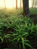 Pine Forest Sunrise  USA