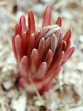 Eremurus Buds (Desert Candle)  February Perennial