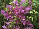 Bougainvillea "Turkish Delight" Close-up of Flowers