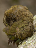 Kea  Portrait  New Zealand