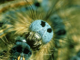 Lackey Moth  Caterpillar  Southern England