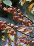 Malus 