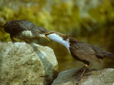 Dipper  Feeding Young  Summer