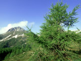 European Larch  June  Switzerland