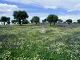 Flower Meadow with Oak Trees  Spain