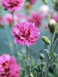 Dianthus Morning Star (Pinks)  Pink Flowers on Atop Stems  Whetman Pinks Ltd National Collection