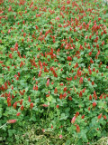 Trifolium Incarnatum (Crimson Clover) in Flower