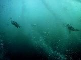 Gannets  Hunting  South Africa