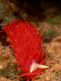 Nocturnal Nudibranch  New Zealand
