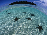 Horned Sea Star in Shallows