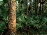 Subtropical Rainforest  USA