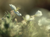Prairie Evening-Primrose  Flowering  California