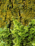 Moss Growing up a Tree Trunk in November