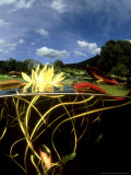 Waterlilies  New Zealand