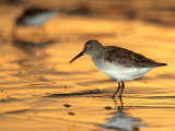Western Sandpiper  Florida  USA