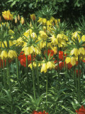 Fritillaria Imperialis 