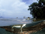 Saltwater Crocodile  Papua New Guinea