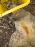 Oppossum on Dead Mother  New Zealand