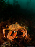 Antarctic Crab  Sub Antarctic