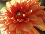 Dahlia Mummies Favourite  Close-up of Orange Flower