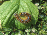 Lackey Moth  Caterpillar