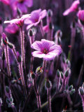 Geranium Maderense