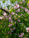 Lathyrus Odoratus Janet Scott (Sweet Pea)  Pink Flowers Covering a Frame