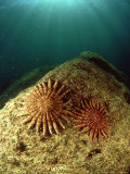 Multi Legged Star Fish  Mexico