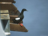 Black Guillemot  Nesting