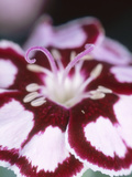 Dianthus Mystic Star