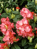 Rhododendron Yakushimanum "Sonatine" in Flower