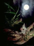 Brushtail Opossum  Juvenile  New Zealand