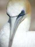 Australian Gannet  Portrait  New Zealand