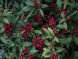 Skimmia Japonica 