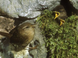 Wren  Feeding Young