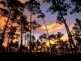 Pine Trees  Forest  USA
