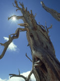 Bristlecone Pine  Bryce Canyon National Park  Utah  USA
